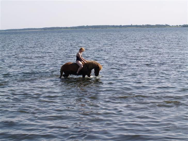 Islænder Tói fra Hem billede 12