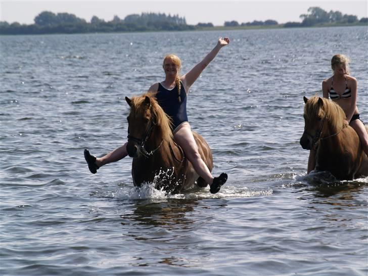 Islænder Tói fra Hem billede 13