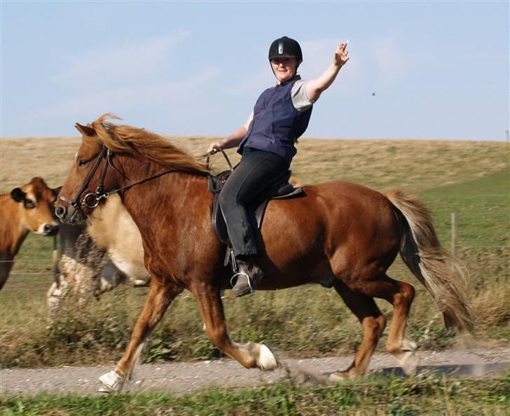 Islænder Tói fra Hem billede 14