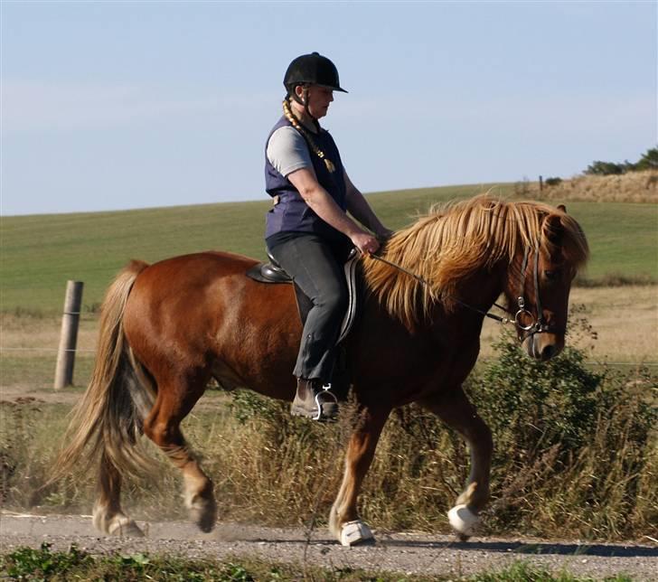 Islænder Tói fra Hem billede 15