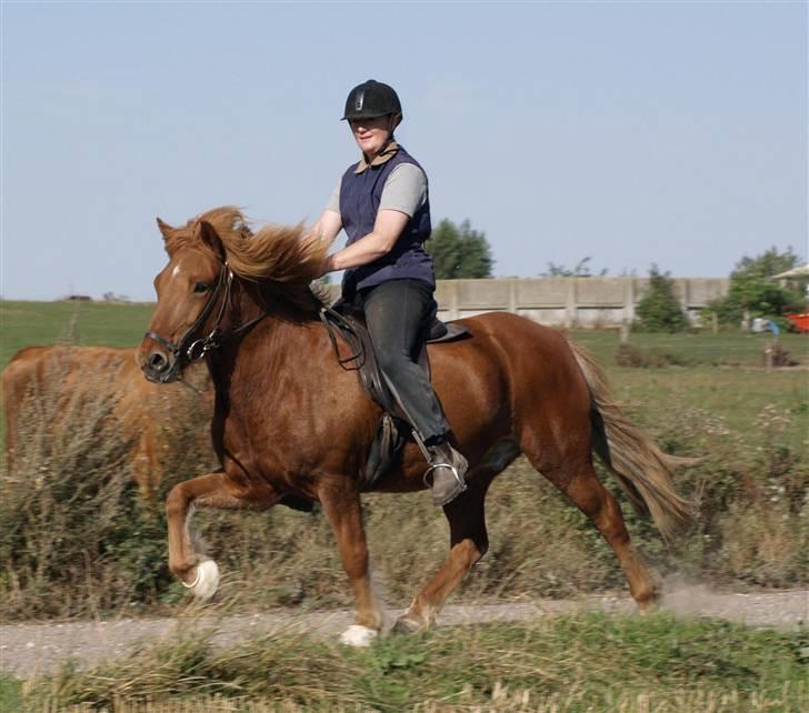 Islænder Tói fra Hem billede 16