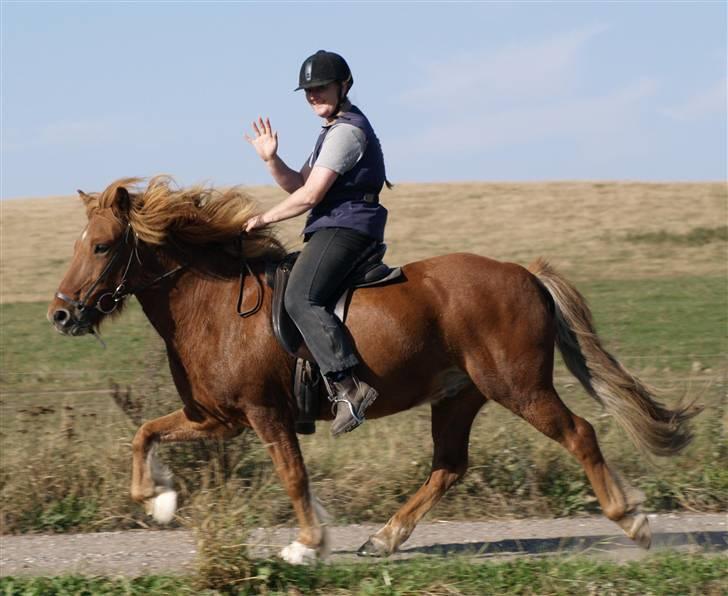 Islænder Tói fra Hem billede 17