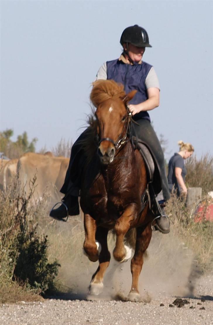 Islænder Tói fra Hem billede 18
