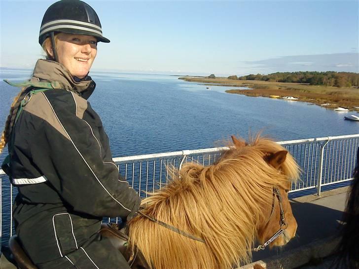 Islænder Tói fra Hem billede 19