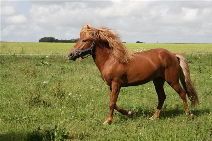 Islænder Darri - solgt billede 1