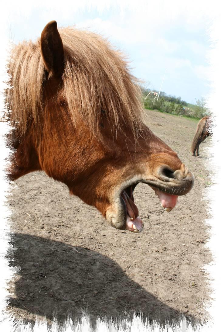 Islænder Darri - solgt - Gaab det trættende at være hest indimellem.......! billede 2