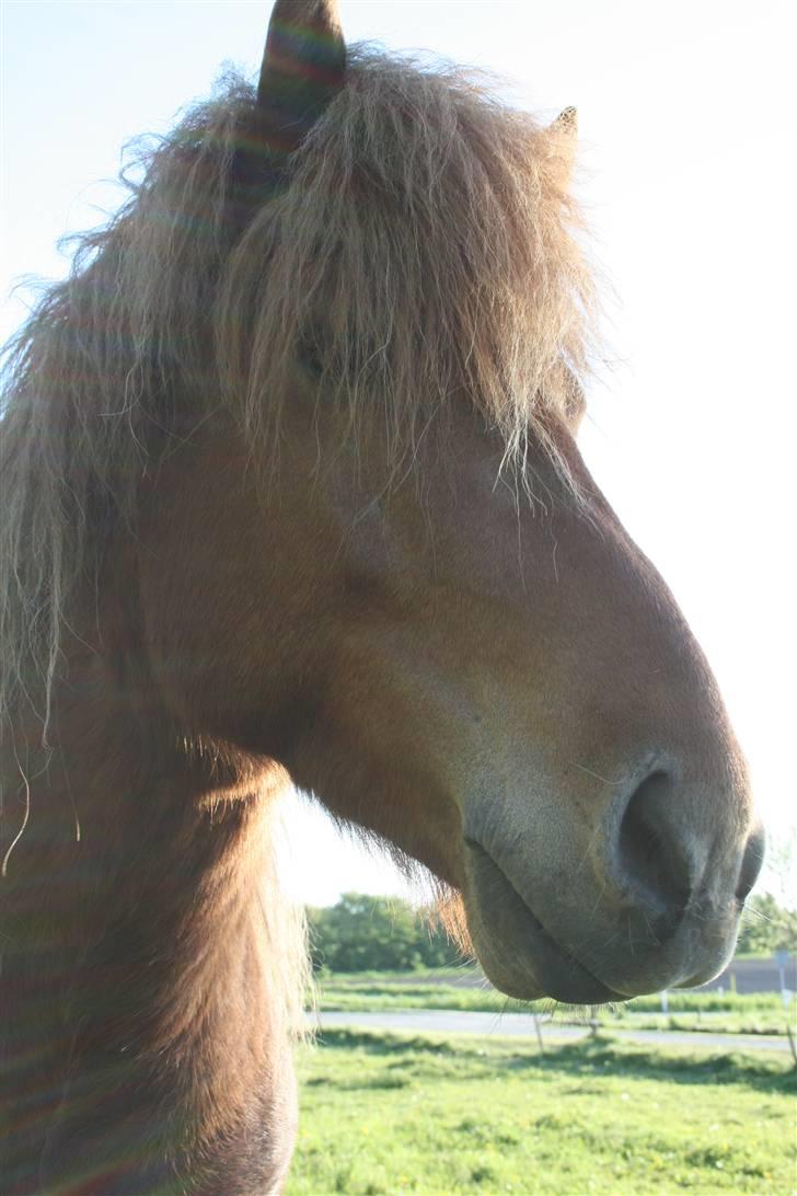 Islænder Darri - solgt - Darri smuk og sød billede 3