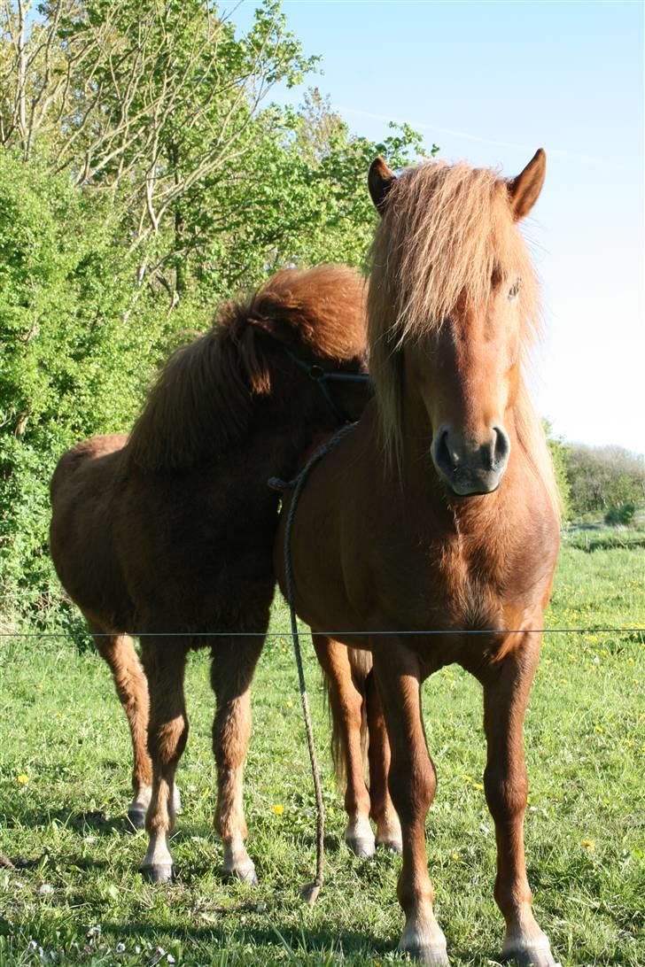 Islænder Darri - solgt - Darri og hans første fødte søn Gauti billede 4