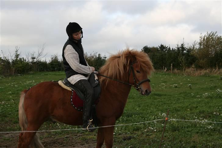 Islænder Darri - solgt - Mig på darri billede 5