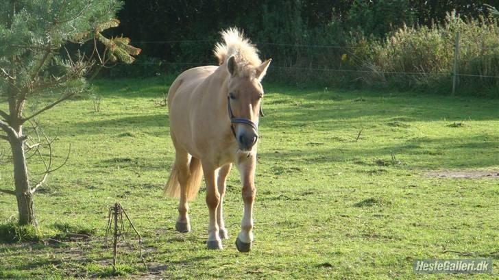 Anden særlig race Golden Dancer - Tøsen den dag vi fik hende hjem;D billede 19