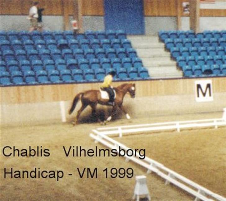 Dansk Varmblod Subito's Chablis  *R.I.P* billede 4