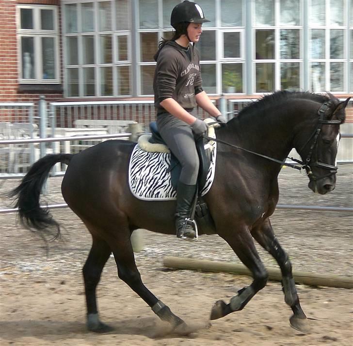 Anden særlig race Walter billede 1