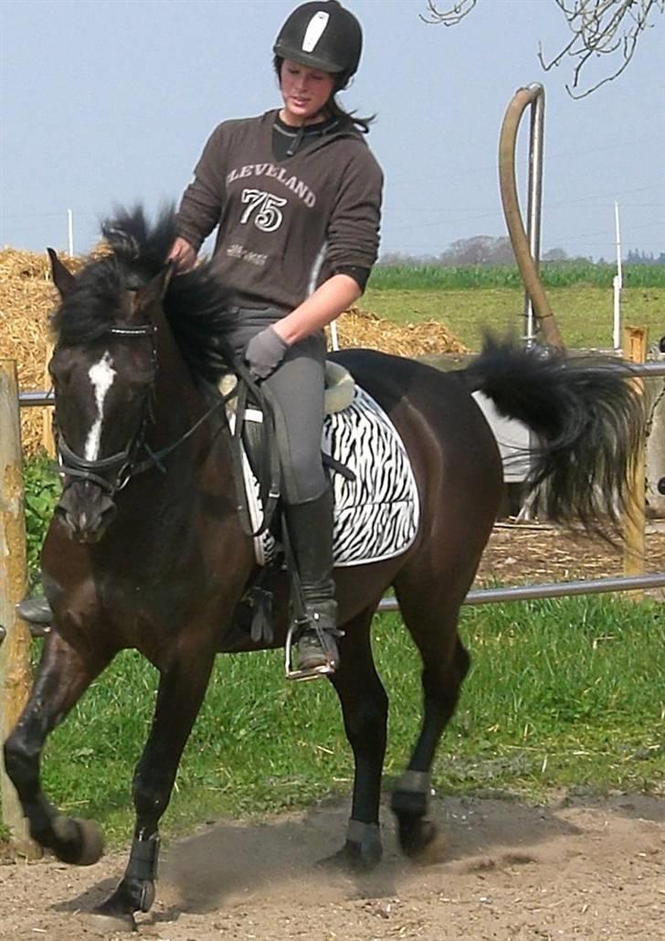 Anden særlig race Walter billede 3