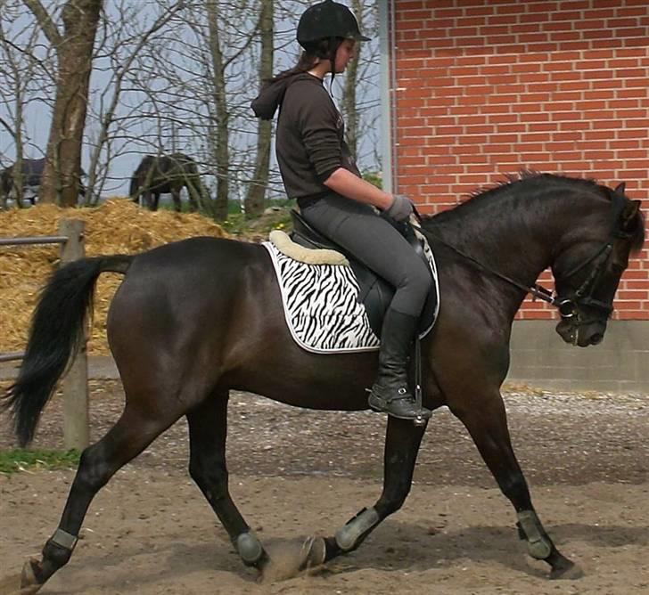 Anden særlig race Walter billede 5