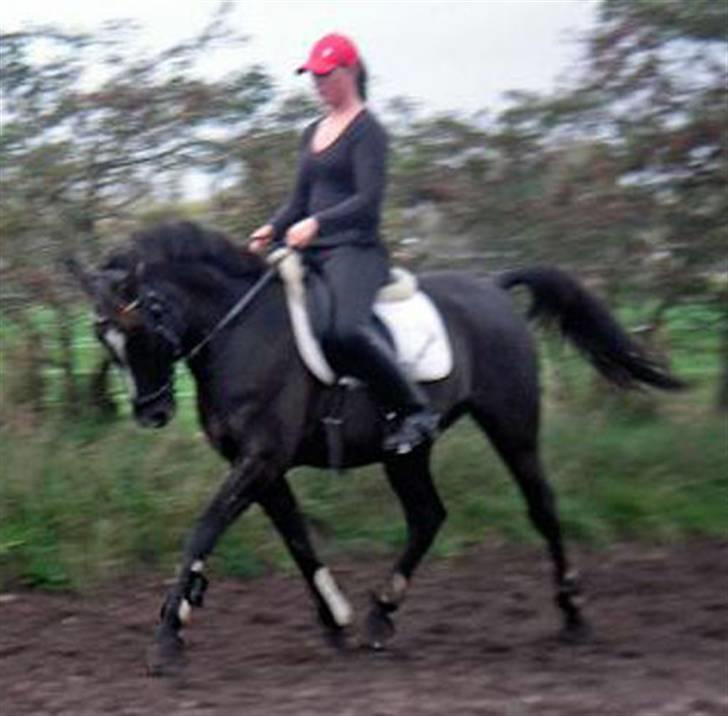 Anden særlig race Walter billede 10