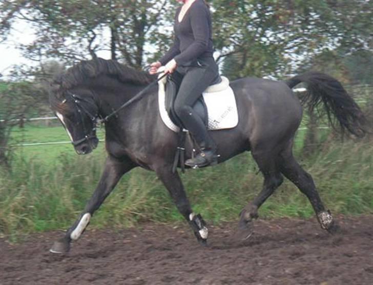 Anden særlig race Walter billede 13