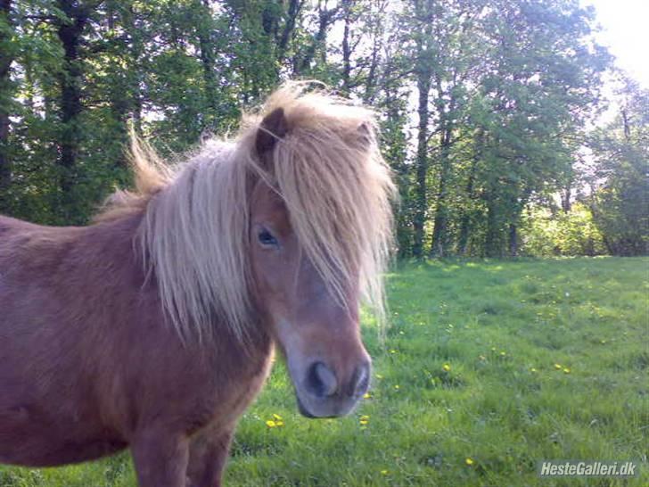 Shetlænder Romeo (solgt) billede 7