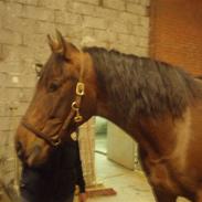 Pura Raza Española Sueño (Domingo Edoras)