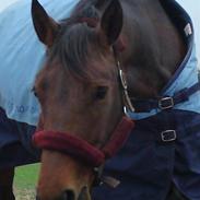 Welsh Partbred (Sec F) Luka