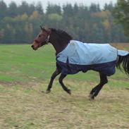 Welsh Partbred (Sec F) Luka