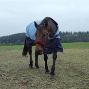 Welsh Partbred (Sec F) Luka