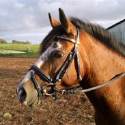 Anden særlig race Beauty...<3(SOLGT)