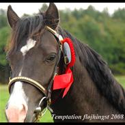 Welsh Pony af Cob-type (sec C) Temptation <3333..  Solgt