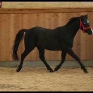 Welsh Pony af Cob-type (sec C) Temptation <3333..  Solgt