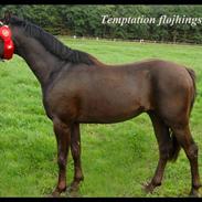 Welsh Pony af Cob-type (sec C) Temptation <3333..  Solgt