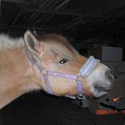 Fjordhest Sille R.I.P