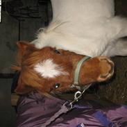 Miniature Puk ****SOLGT****