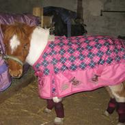 Miniature Puk ****SOLGT****