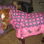 Miniature Puk ****SOLGT****