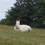 Palomino Storm R.I.P