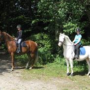 Palomino Storm R.I.P