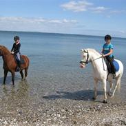 Palomino Storm R.I.P