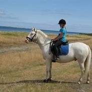 Palomino Storm R.I.P