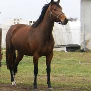 Hollandsk Varmblod Anne