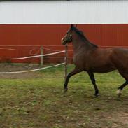 Hollandsk Varmblod Anne