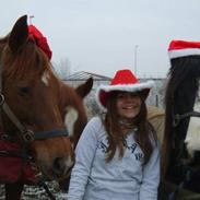 Irish Cob Dougal O'malley *SOLGT*