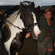 Irish Cob Dougal O'malley *SOLGT*