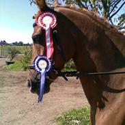 Anden særlig race Rokko