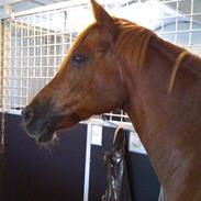 Anden særlig race Rokko