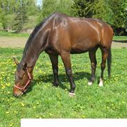 Oldenborg Milagro *R.I.P*