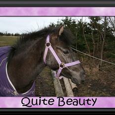 Anden særlig race Quite Beauty* solgt*