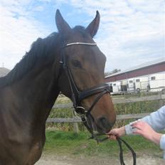 Oldenborg Helios Luciana *R.I.P*