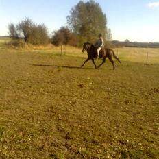 Anden særlig race Dancing Destiny*solgt* *Savnet*