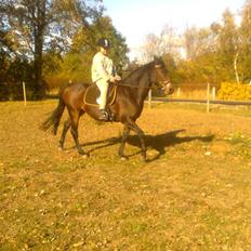 Anden særlig race Dancing Destiny*solgt* *Savnet*