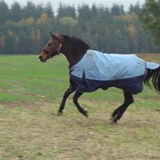 Welsh Partbred (Sec F) Luka