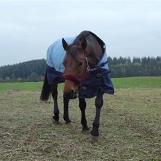 Welsh Partbred (Sec F) Luka